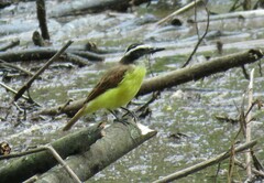 Pitangus sulphuratus