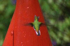 Microchera cupreiceps