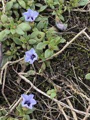 Nolana humifusa