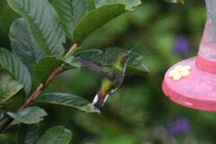 Microchera cupreiceps