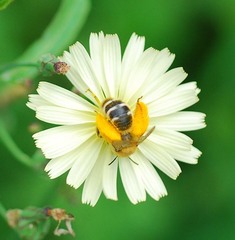 Dasypoda japonica