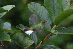 Microchera cupreiceps