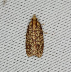 Sparganothis robinsonana