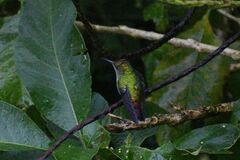 Microchera cupreiceps