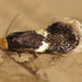 Pygmy Leafminer Moths - Photo (c) Nick Block, some rights reserved (CC BY)