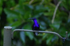 Campylopterus hemileucurus