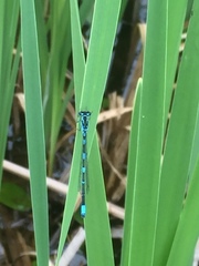 Coenagrion pulchellum