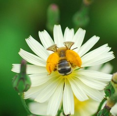 Dasypoda japonica