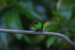 Microchera cupreiceps