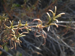 Diplacus