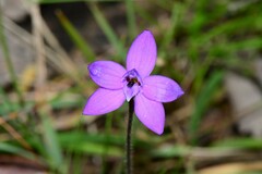 Glossodia minor