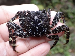 Shinobium trapezoideum