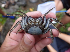 Shinobium trapezoideum