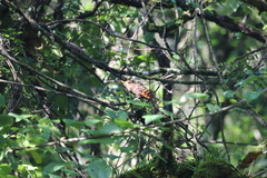 Blythipicus pyrrhotis