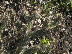 Cylindropuntia prolifera