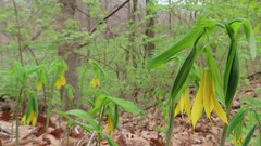 Uvularia grandiflora