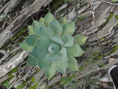 Agave potatorum