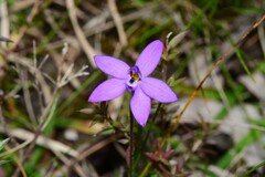 Glossodia minor