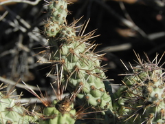 Cylindropuntia prolifera