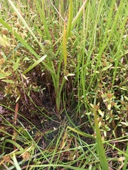 Sparganium glomeratum