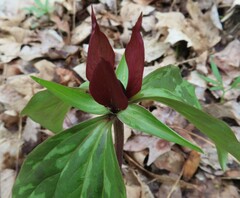 Trillium recurvatum