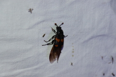 Nicrophorus orbicollis