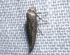 Scythrididae