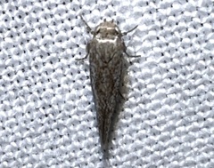 Scythrididae