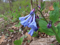 Mertensia virginica