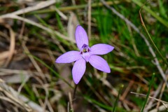 Glossodia minor