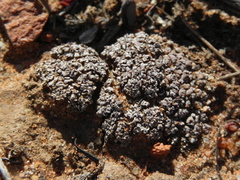 Psora