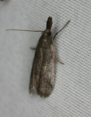 Peoria longipalpella