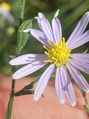 Symphyotrichum undulatum