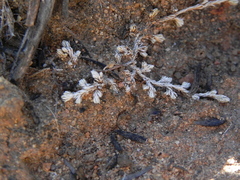 Selaginella cinerascens