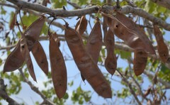 Cercis canadensis texensis