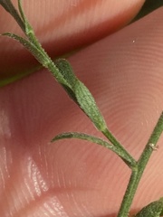 Symphyotrichum undulatum