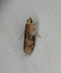 Sciota rubrisparsella