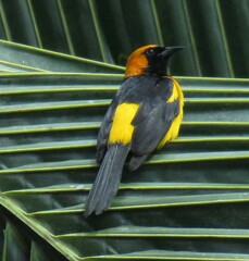 Icterus auricapillus