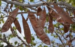 Cercis canadensis texensis