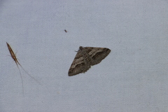 Digrammia continuata