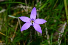 Glossodia minor