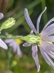 Symphyotrichum undulatum