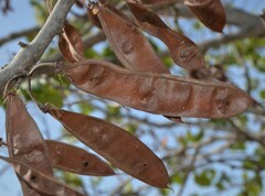 Cercis canadensis texensis