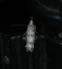 Dichomeris inversella
