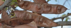 Cercis canadensis texensis