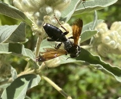 Tachytes guatemalensis
