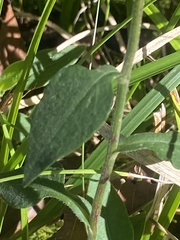 Symphyotrichum undulatum