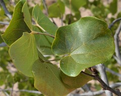 Cercis canadensis texensis