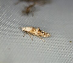 Mompha murtfeldtella