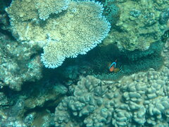 Amphiprion melanopus